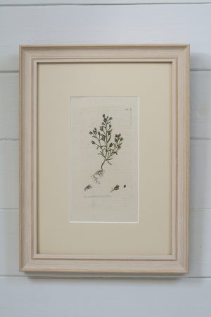 Antique Book Plate - Least Snapdragon