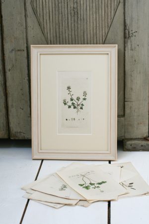 Antique Book Plate - Danish Scurvy-grass