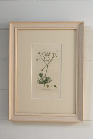 Antique Book Plate - Corn Spurrey