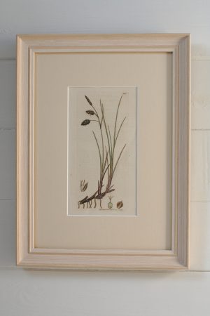 Antique Book Plate - Green & Gold Carex