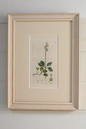 Antique Book Plate - Serrated Winter-green