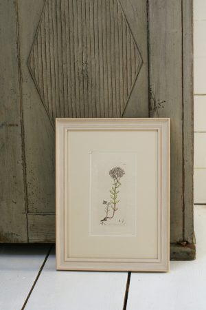Antique Book Plate - Sedum
